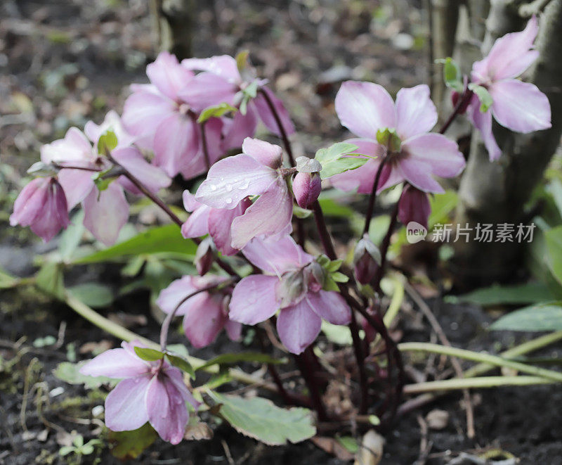 四旬期玫瑰(Helleborus orientalis)